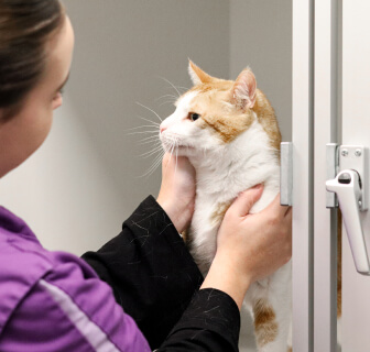 Thumb katten
