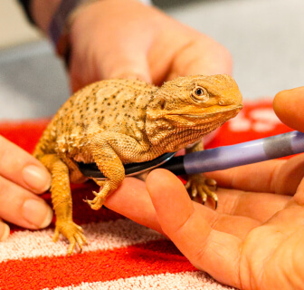 Thumb reptielen