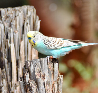 Thumb vogels